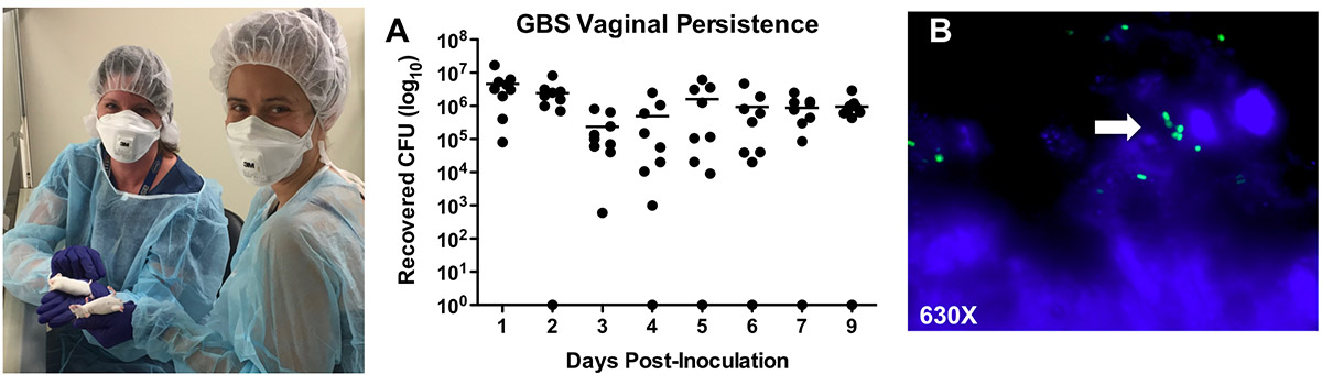 mouse model of GBS vaginal colonization